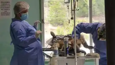 Neuquén castró 120 animales en un día: el número que dejó a todos hablando