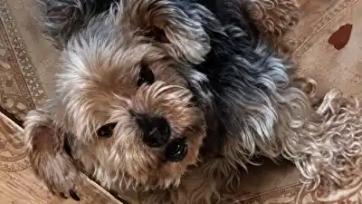 Se escapó Simba, el perrito ciego que no puede perder ni un día de su medicación