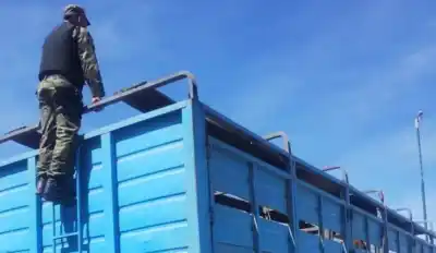 Lo pararon en la ruta con 44 vacunos y un papel viejo lo complicó todo