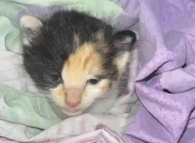 Tafí Viejo: una gatita sobrevivió a un ataque a balazos y los veterinarios no saben si podrán operarla