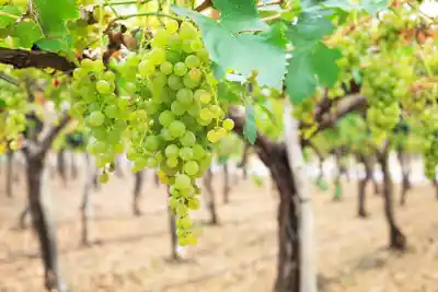 El Torrontés salteño que busca conquistar el mundo: el desafío que nadie ve