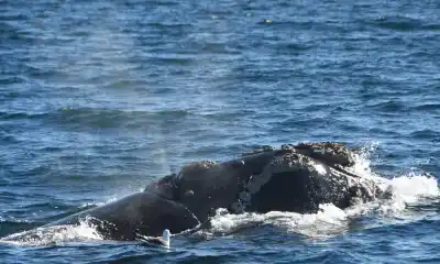 Punta Tombo se queda sin pingüinos y los guardafaunas no se van: qué hacen ahí