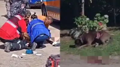 Un pitbull la atacó en plena calle y los vecinos hicieron algo desesperado para salvarla