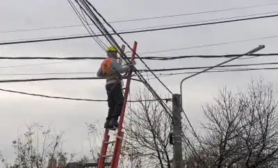 Un ave dejó a oscuras a media ciudad y el motivo no fue una falla técnica