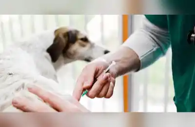Ushuaia vacuna gratis a perros y gatos: la campaña que sigue hasta el viernes y el dato que nadie esperaba