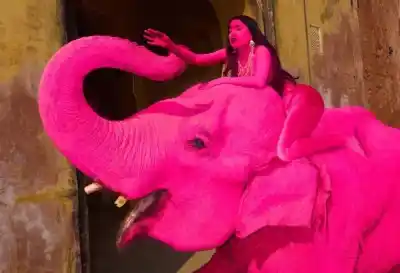 Una sesión fotográfica con un elefante rosa desató una tormenta global tras un desenlace inesperado