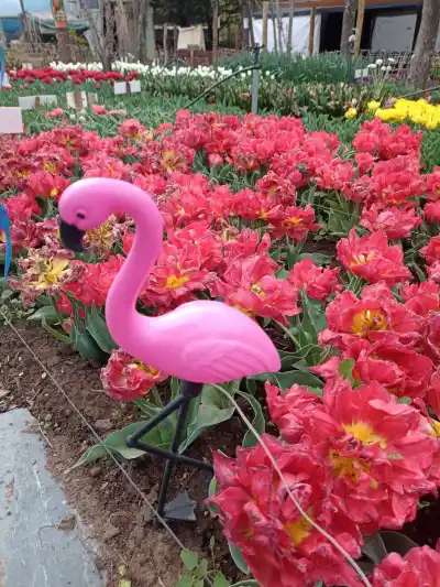 Villa Rumipal se queda sin su jardín más fotografiado: quedan horas para verlo