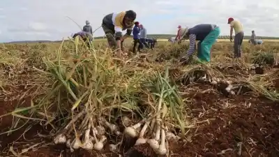 El campo sanjuanino bajo la lupa: lo que UATRE encontró puertas adentro de las empresas