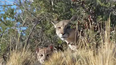 El puma que entró a un campo de Chubut y dejó un tendal de animales muertos