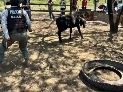 Cortaron el alambrado y se llevaron tres terneras: lo que encontraron seis kilómetros después