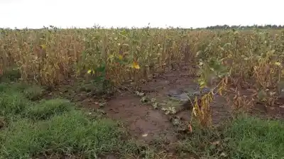 ¿Lluvias que ayudan o perjudican? El dilema que enfrenta el campo en plena cosecha