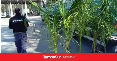 Transportaban 75 palmeras hacia la Patagonia: lo que les faltaba las condenó