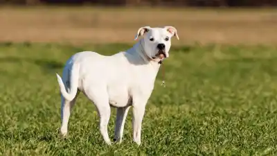 Rescataron a tres dogos desnutridos y ahora su dueño deberá cumplir una insólita condena