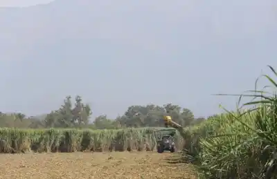La zafra tucumana apura el final: hay 6 millones de toneladas de caña esperando y el clima tiene la última palabra
