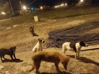 Envenenaron a cuatro perros y a un quinto le cortaron el cuello: nadie sabe quién fue