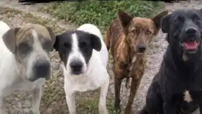 Encontró a los perros comunitarios que alimentaba todos los días y no pudo creer lo que vio