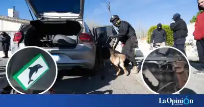El auto familiar escondía un ladrillo con un delfín impreso: lo que la Justicia encontró adentro los dejó sin salida