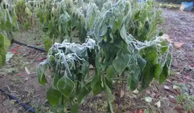 Las heladas arrasaron 19.000 hectáreas en San Juan y ahora evalúan una medida clave para los productores