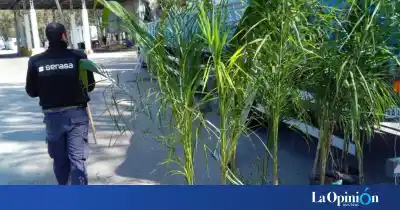 Frenaron 75 palmeras que viajaban a Santa Cruz y escondían una amenaza letal