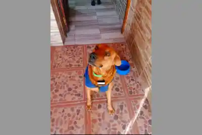 Un disparo en La Católica terminó con la vida de un perro y ahora la Justicia busca respuestas