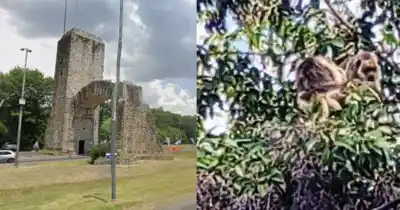 Tres monos aparecieron en Camino Centenario y sorprendieron a todos