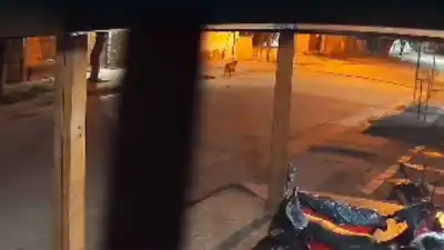 Alimentaba a un perro callejero en La Católica: lo que pasó a las 6:20 desató una denuncia