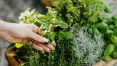 El error que comete casi todo jujeño al comprar una planta para el patio