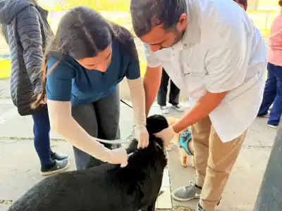 Vacunación antirrábica gratis en General Pico: la letra chica que muchos dueños pasan por alto