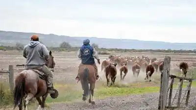 El campo del Alto Valle tiene su gran fiesta: mirá todo lo que pasa este fin de semana