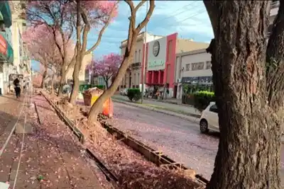 La obra que nadie frenó: 12 lapachos de medio siglo quedaron al borde del colapso
