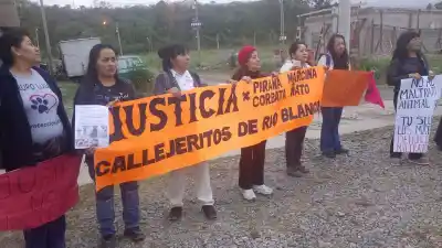 Río Blanco: marcharon por los perros que aparecieron sin vida y una vecina contó lo que vio
