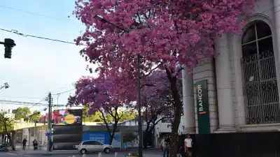 El rosa que se apodera de la Costanera: el espectáculo que nadie quiere perderse