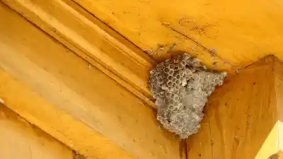 El insecto que mató a un hombre en Alto Comedero: los 3 errores que no tenés que cometer