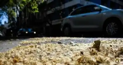 Primavera en La Plata: los tres mitos sobre la alergia al polen que casi todos repiten