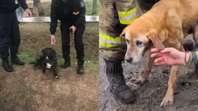 Se metieron al agua helada para salvar a un perro: lo que descubrieron al sacarlo los dejó helados