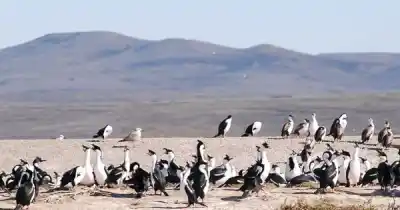 La Bahía San Julián entró en una red continental: las aves que la eligen para sobrevivir