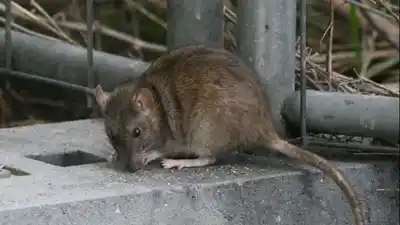 Santa Fe no para de sumar casos de leptospirosis y ya preparan el peor escenario