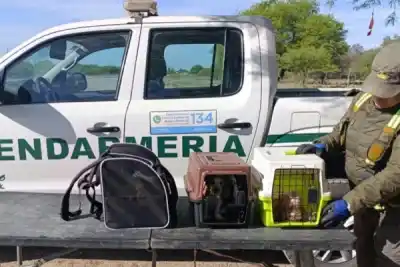 Gendarmería secuestró siete cachorras en la Ruta 34 y ahora la ONG que las resguarda denuncia hostigamiento