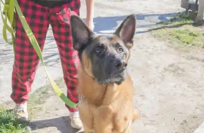 Encontraron un murciélago con rabia en Río Grande y la vacunación gratuita vuelve a toda la provincia