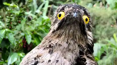 Un ave nocturna de la fauna regional ingresó a una vivienda y lo que sucedió después movilizó a especialistas