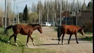 Vecinos de Valentina Sur esquivan caballos sueltos en plena calle: lo que pasó cuando un vecino fue a reclamar
