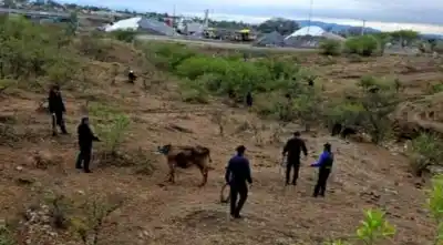 Los dejaban sueltos al lado de la ruta y no salió como esperaban: secuestraron 15 animales