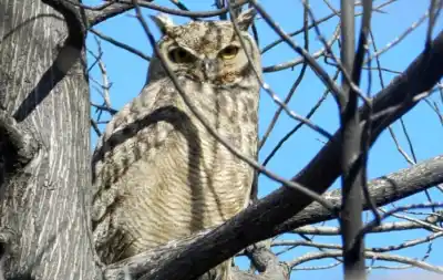 El cazador nocturno que casi nadie ve en la Patagonia: cómo descubrirlo esta primavera