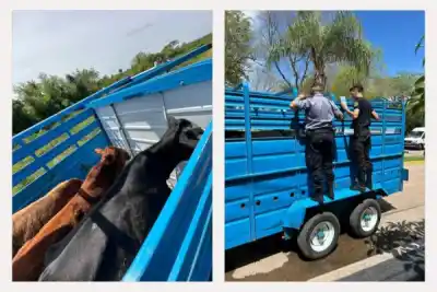 Lo pararon en un control de rutina en Corrientes y no pudieron explicar lo que llevaba en el trailer