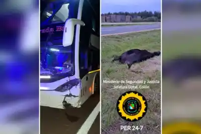 Un micro que iba de Formosa a Buenos Aires terminó con un pasajero inesperado sobre el asfalto