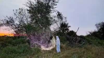 Fue a juntar leña al monte y volvió con un hallazgo que nadie esperaba