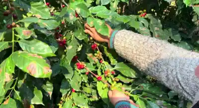 Tucumán tiene 9.000 hectáreas listas para café: dónde se plantarían y cuánto del mercado se puede cubrir