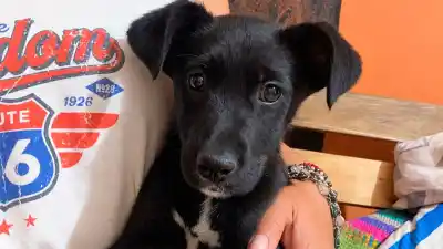 Dos meses, dos vacunas y una espera: la cachorrita que busca hogar en Santiago