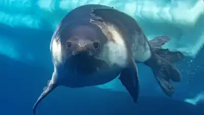 Un fotógrafo logró lo que nadie había conseguido en 15 años de trabajo