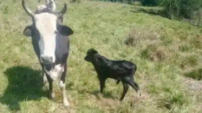 Buscaban a una vaca y su ternero robados, pero el rastro los llevó a un arroyo